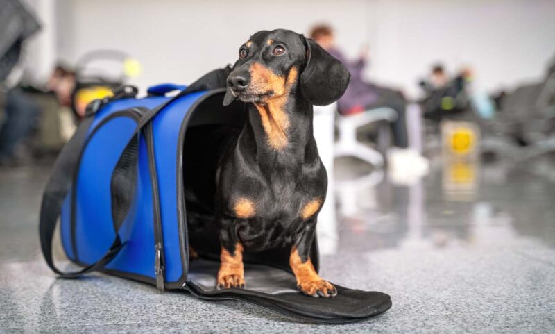 travel with pets - Priority Boarding Pet Daycare