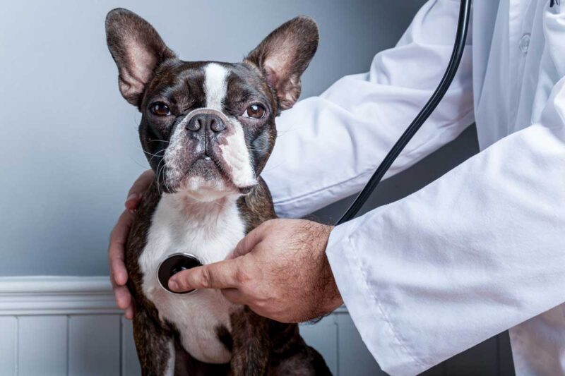5 Common Kennel-Related Illnesses