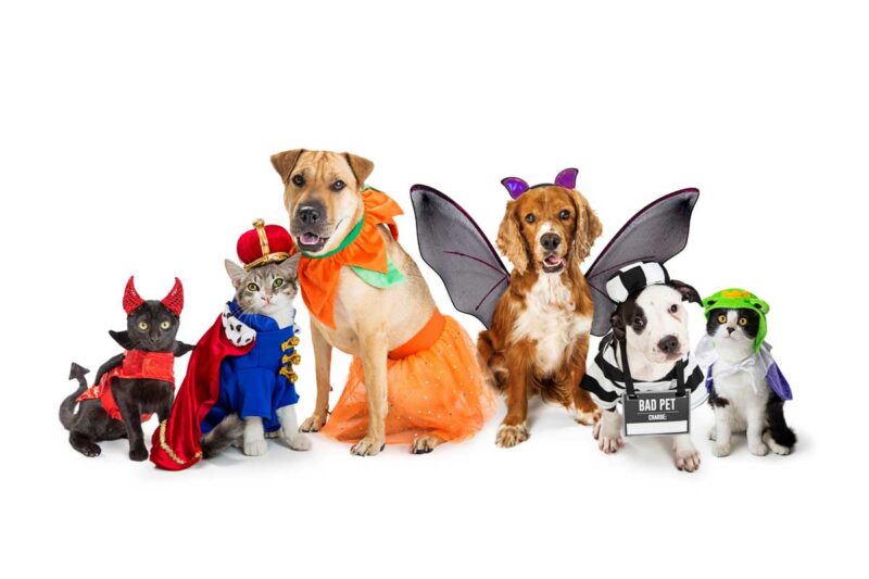 3 Things to Consider when Choosing a Halloween Costume for Your Pet