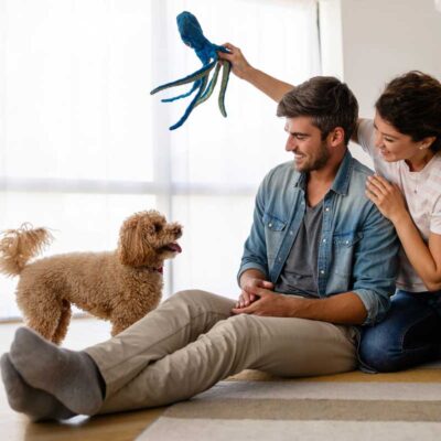 New Dog Owner Guide: What First-Time Dog Owners Need to Know