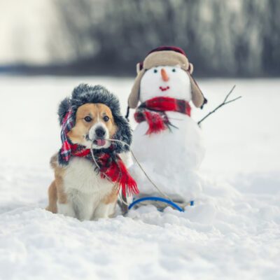 winter cold weather pet tips