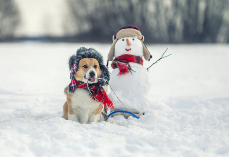 winter cold weather pet tips