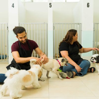 Pet Boarding, Daycare and Grooming | Priority Boarding