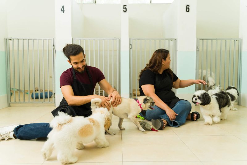 Pet Boarding, Daycare and Grooming | Priority Boarding
