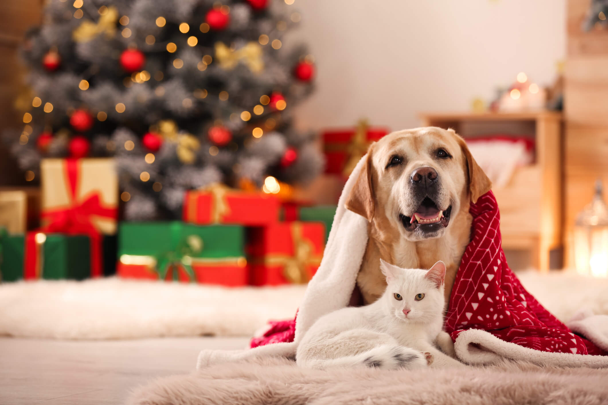 Holiday Pet Boarding Tips