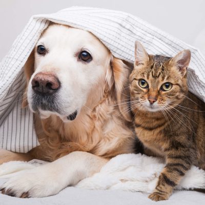 Keep Your Pet Calm and Comfortable During Boarding