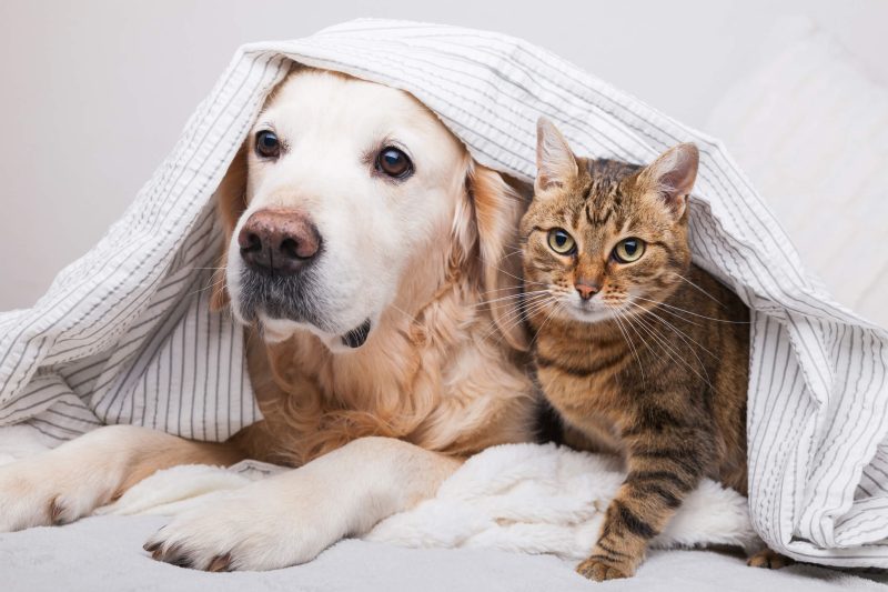 Keep Your Pet Calm and Comfortable During Boarding