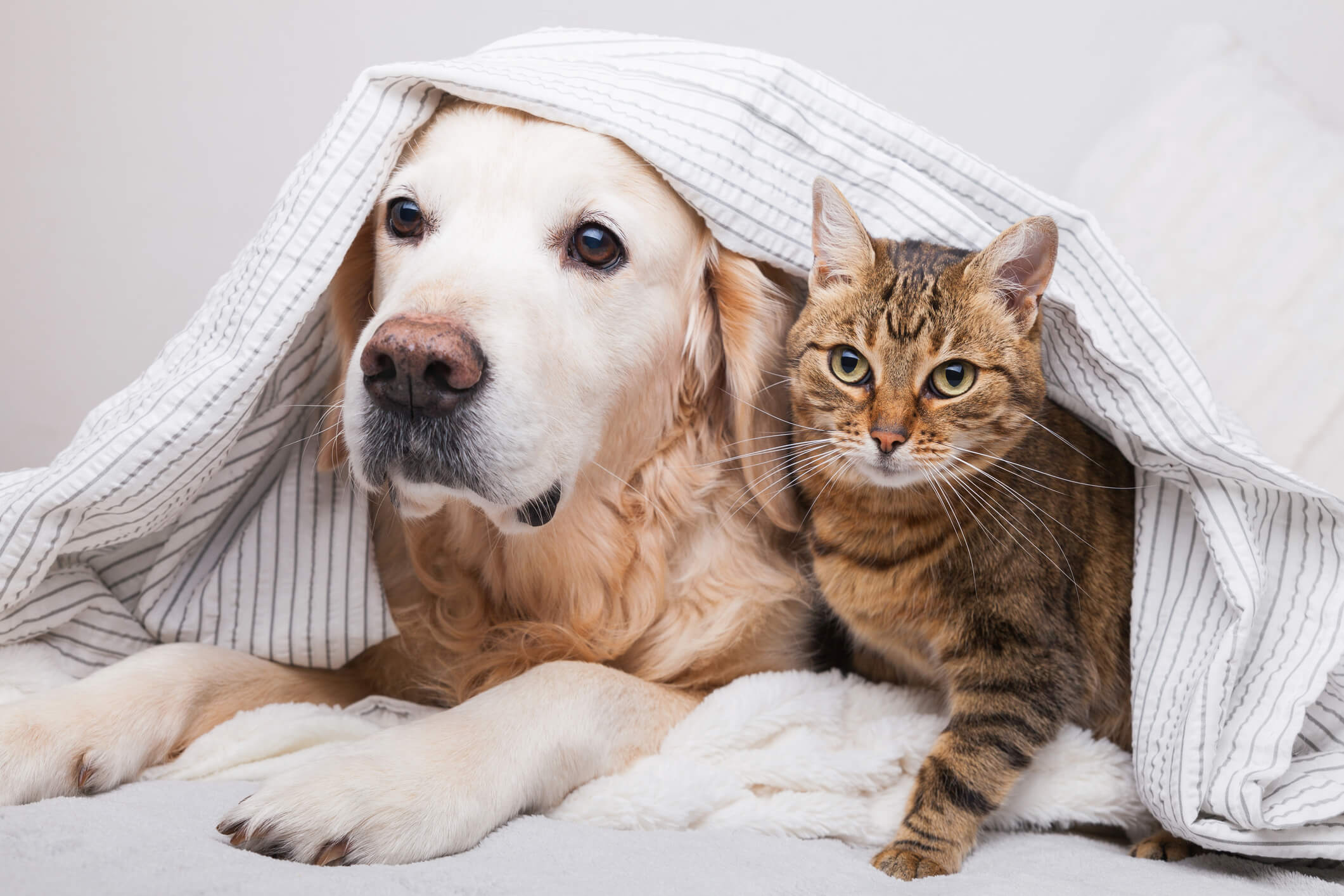 Keep Your Pet Calm and Comfortable During Boarding