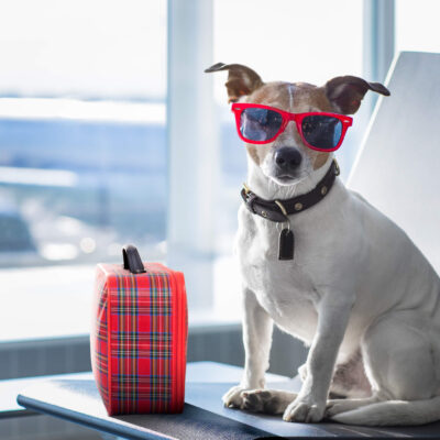 Common dog boarding mistakes
