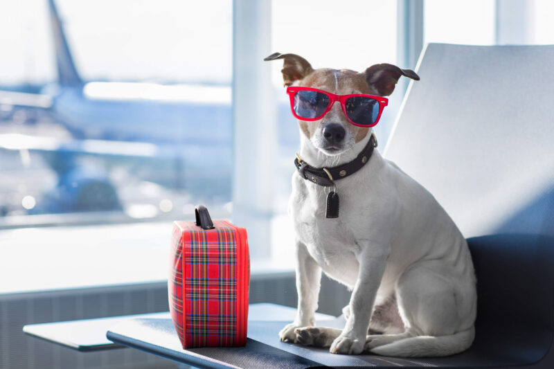 Common dog boarding mistakes
